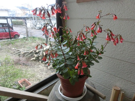 a0203003_936412.jpg