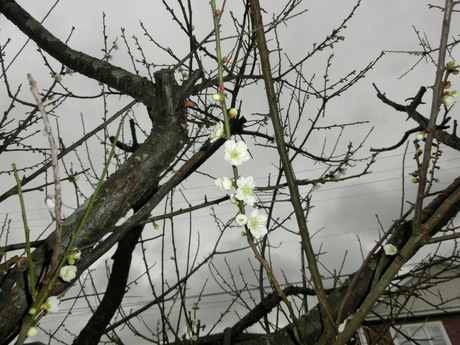 a0203003_936531.jpg