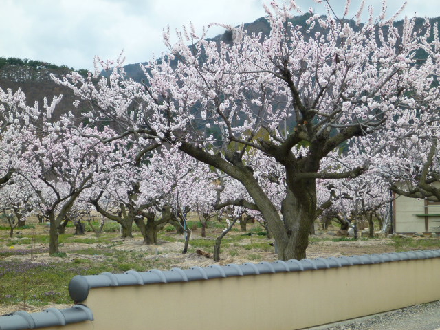 c0013922_20124984.jpg