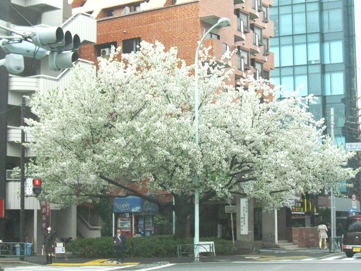 d0044222_1105977.jpg