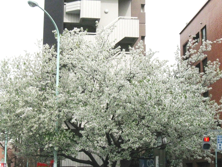 d0044222_11113368.jpg
