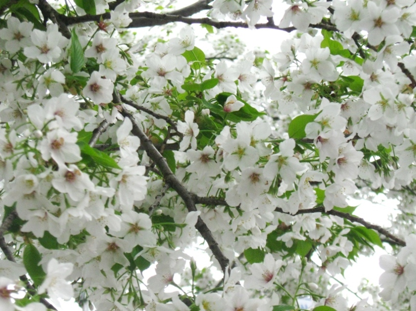 d0044222_11173029.jpg