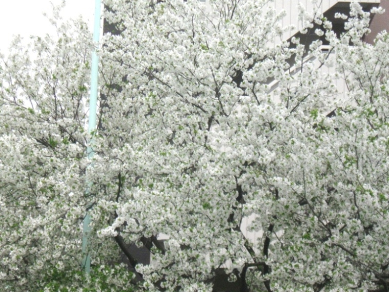 d0044222_11431088.jpg