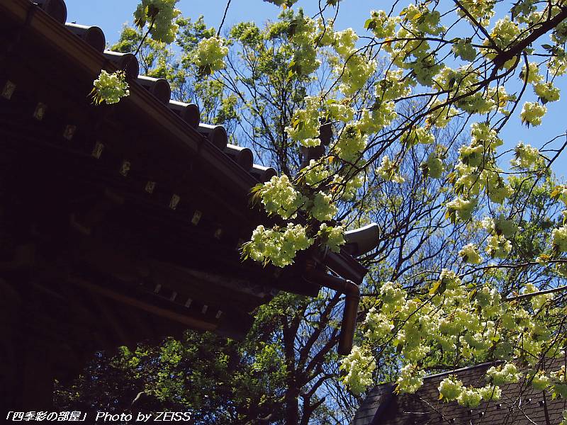 a0195032_1456293.jpg
