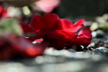 c0134734_119125.jpg
