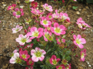 e0255638_202235.gif