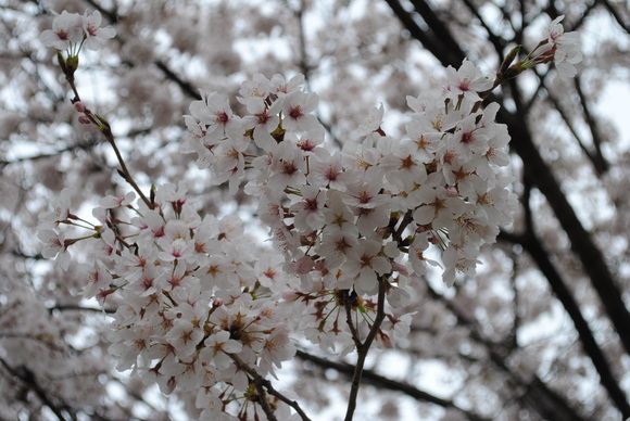 b0242873_1163398.jpg