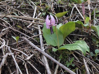 c0187298_1137453.jpg
