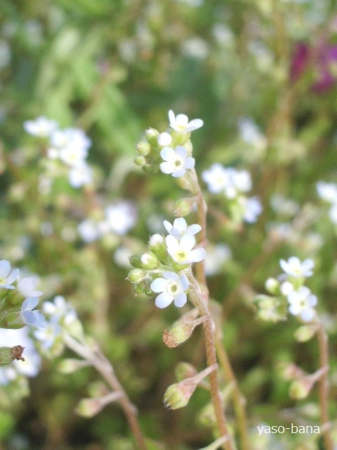 e0025300_17475562.jpg