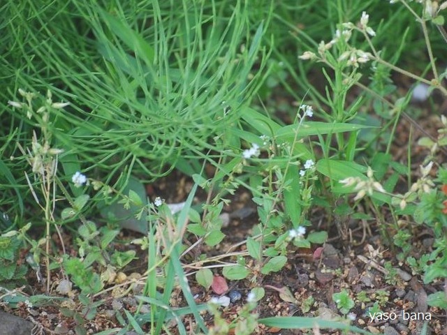 e0025300_17501036.jpg