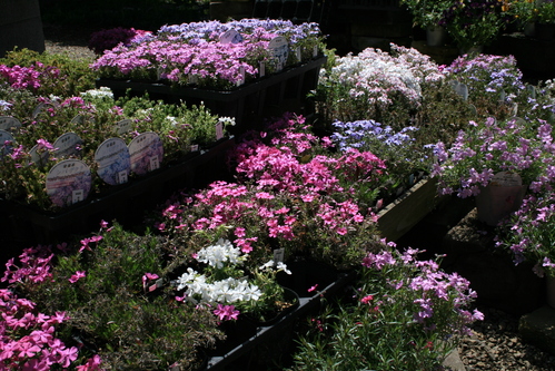 a0139007_13274138.jpg