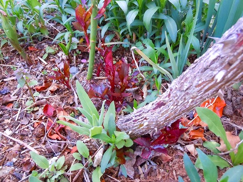 c0117007_20143495.jpg