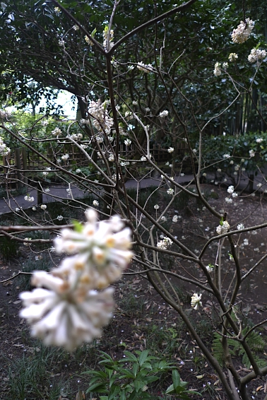 e0157816_7265880.jpg