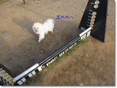 b0167519_23152928.gif