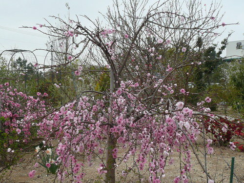 c0009528_2391760.jpg