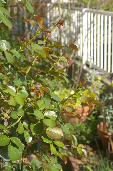 c0227728_20143452.jpg