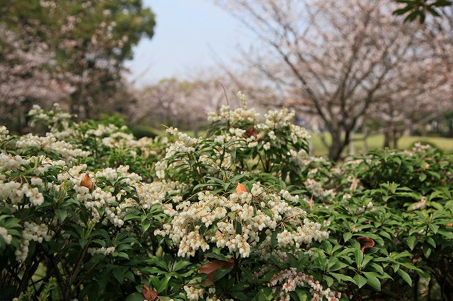 a0242438_19482365.jpg