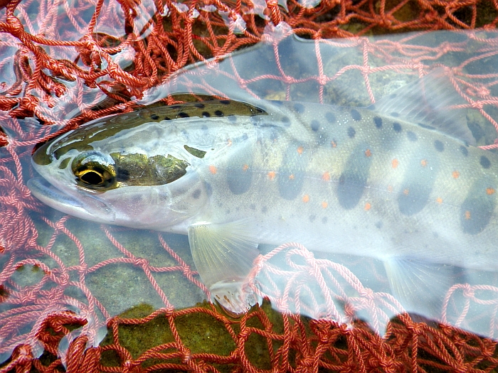 c0060452_94256.jpg