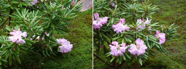 c0225153_1315996.gif