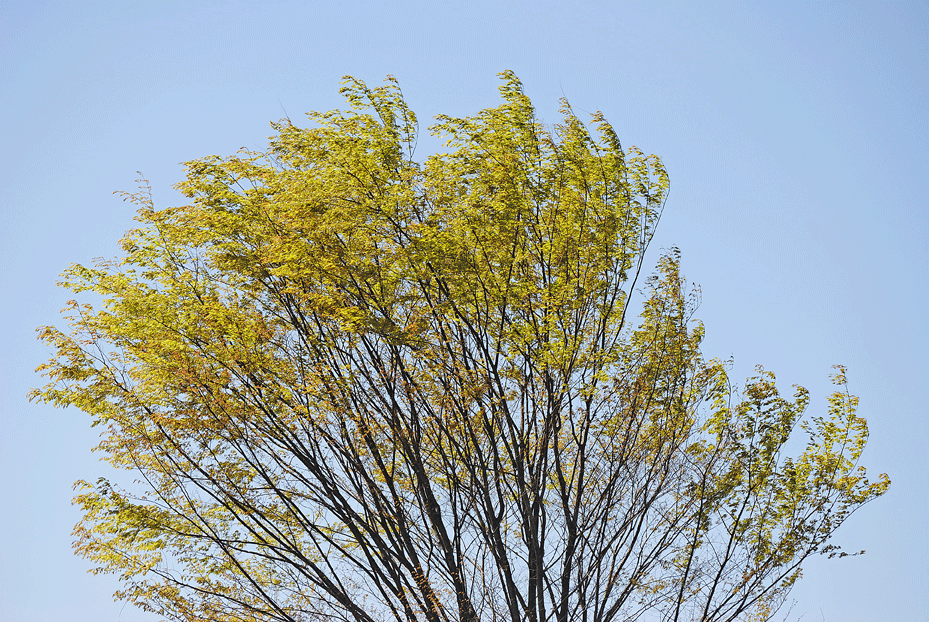 a0001354_22263546.gif