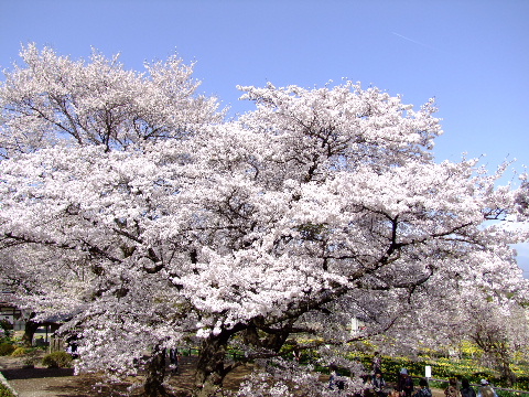 e0088260_10222475.jpg