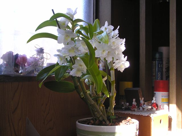 f0130894_20203552.jpg