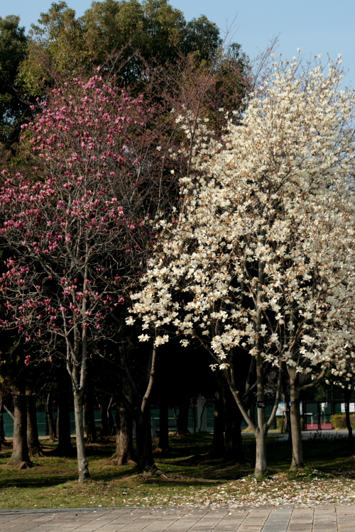 f0083400_1273835.jpg