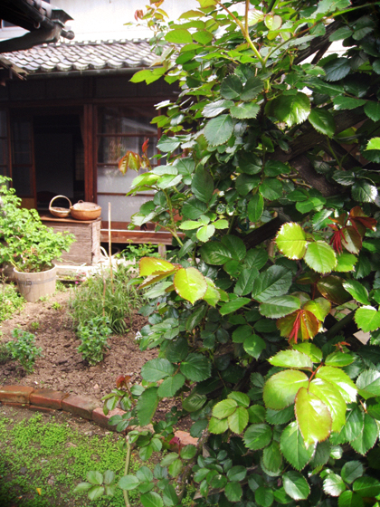 d0077603_1149761.jpg