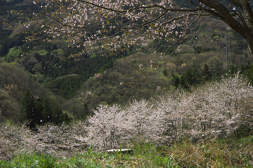 b0010915_2235166.jpg