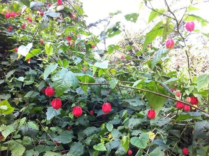 f0157724_9272798.jpg