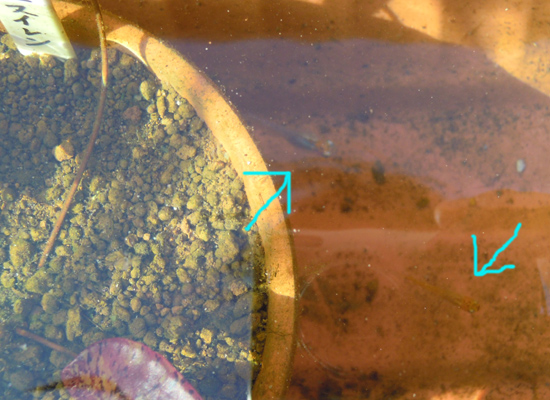 e0097534_14571182.jpg