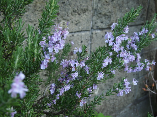 a0254236_2310717.jpg
