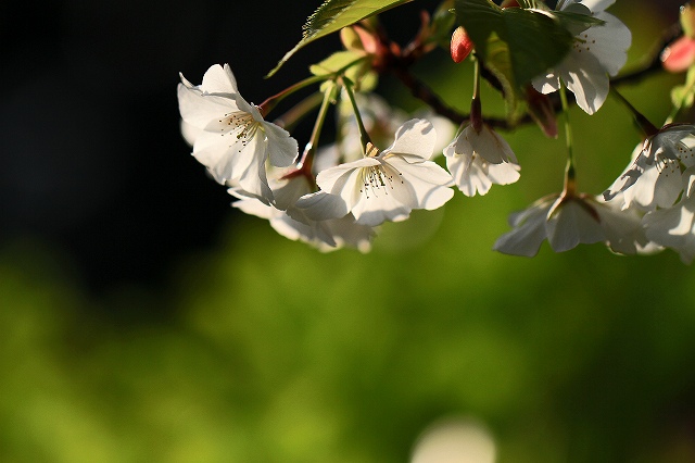 a0242438_2052176.jpg