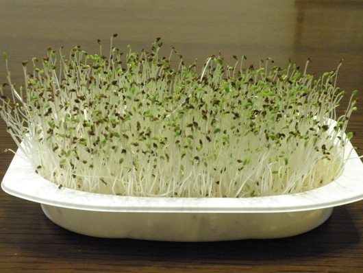 c0281888_752285.jpg