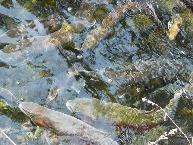 e0202393_18315045.jpg
