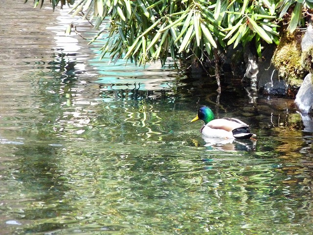e0202393_183279.jpg