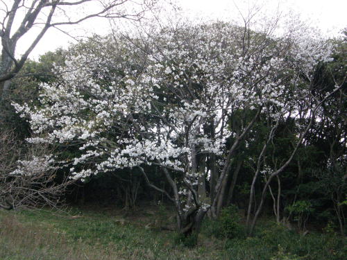 e0017396_2135259.jpg