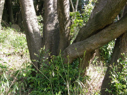 e0017396_21394681.jpg