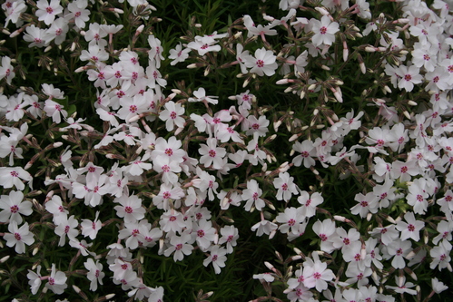 a0139007_9192692.jpg