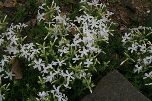 a0139007_9195436.jpg