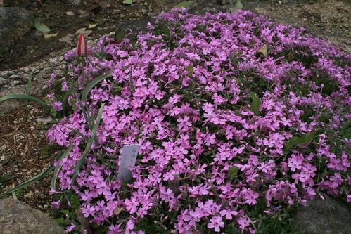 a0139007_920384.jpg