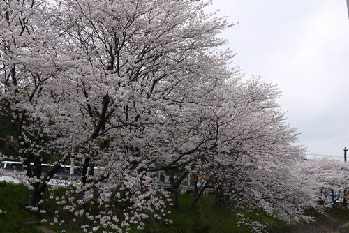b0061107_22431552.jpg