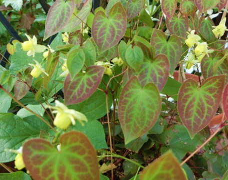 c0204121_2238156.jpg