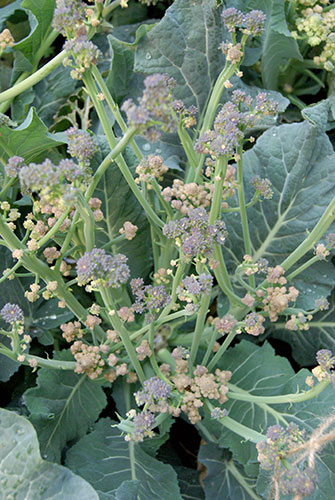 c0184125_130238.jpg
