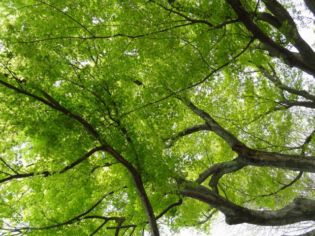b0117437_16571498.jpg