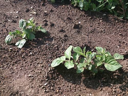 a0034438_1716327.jpg