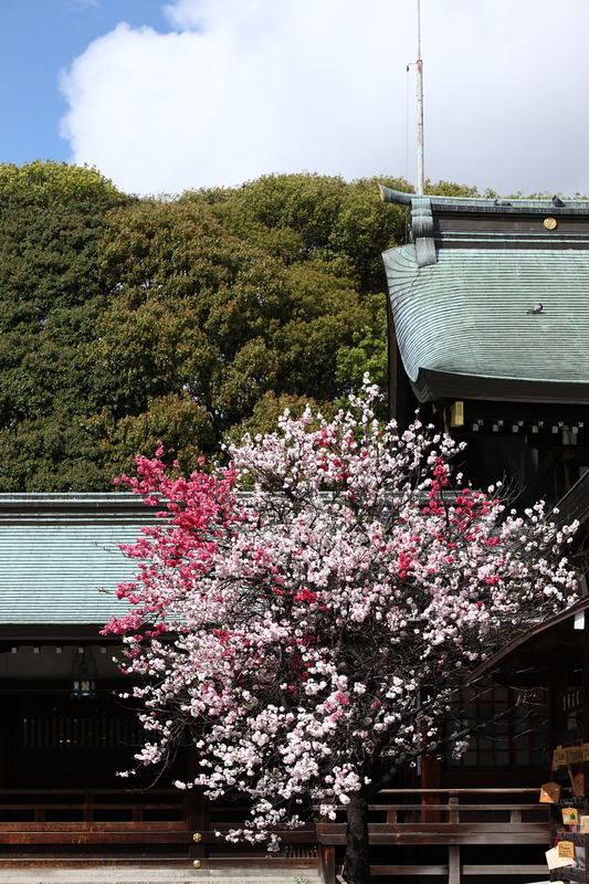 b0232538_1582617.jpg