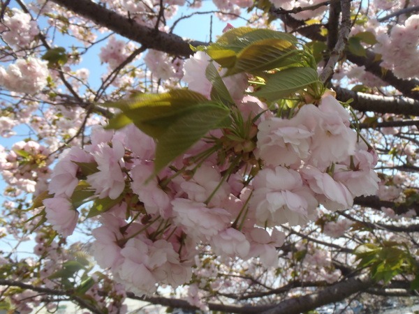 a0054240_233287.jpg