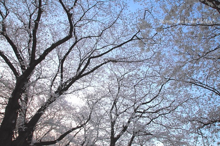 f0251765_15462451.jpg