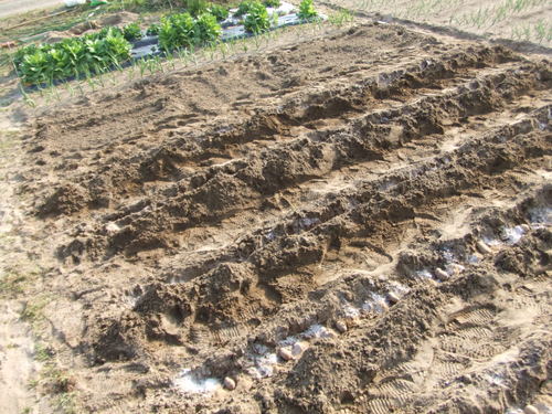 f0272880_8521446.jpg